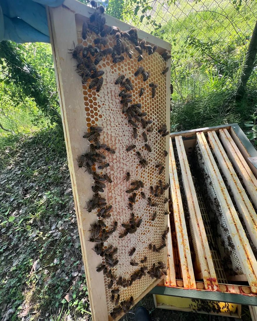 Cadre de miel operculé couvert d’abeilles, tenu au-dessus d’une ruche ouverte