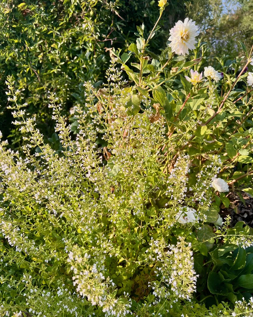 Nuage de petites fleurs blanches du calament, dahlia blanc en arrière-plan