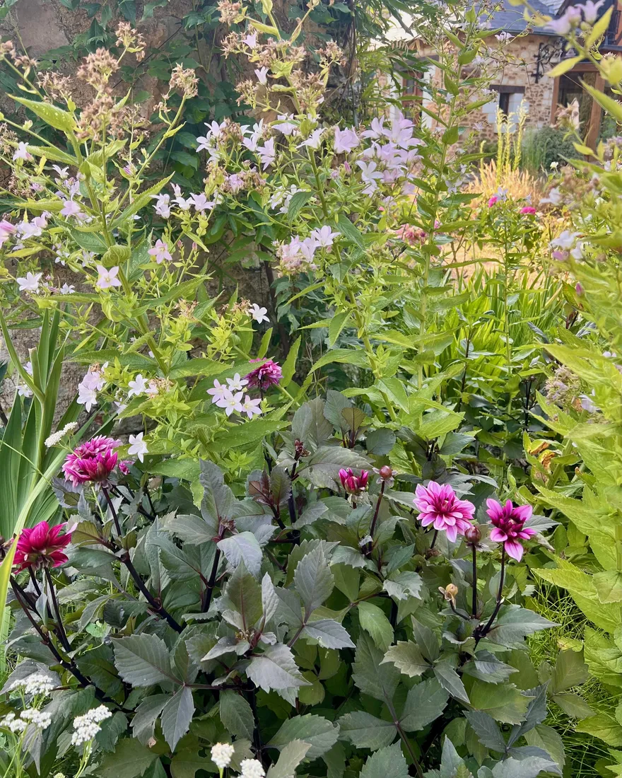 Dahlias pourpres à feuillage sombre, campanules laiteuses mauve pâle au-dessus