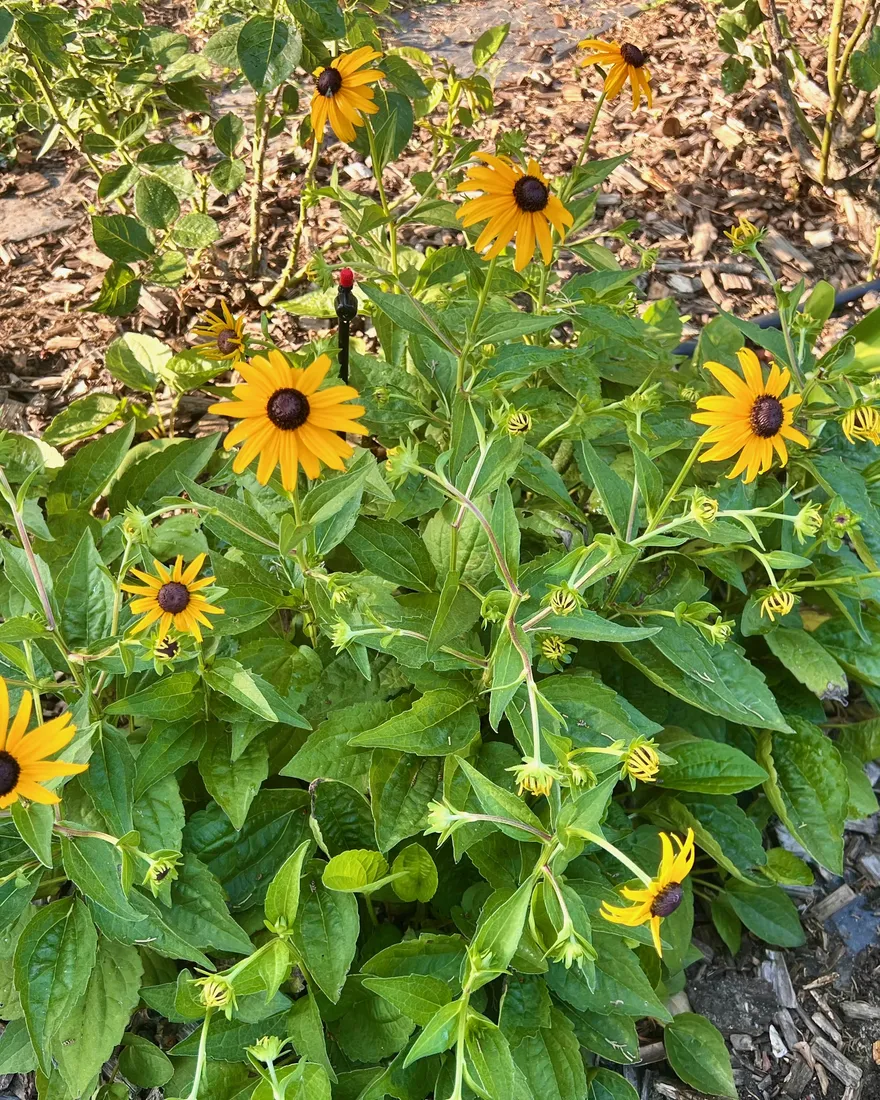 Rudbeckias jaunes à cœur sombre sur paillage, en fin d’été