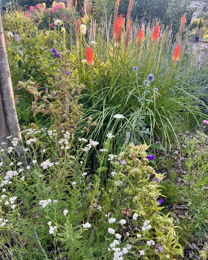 Épis orange des tritomes au-dessus des graminées, échinops et achillée blanche au premier plan