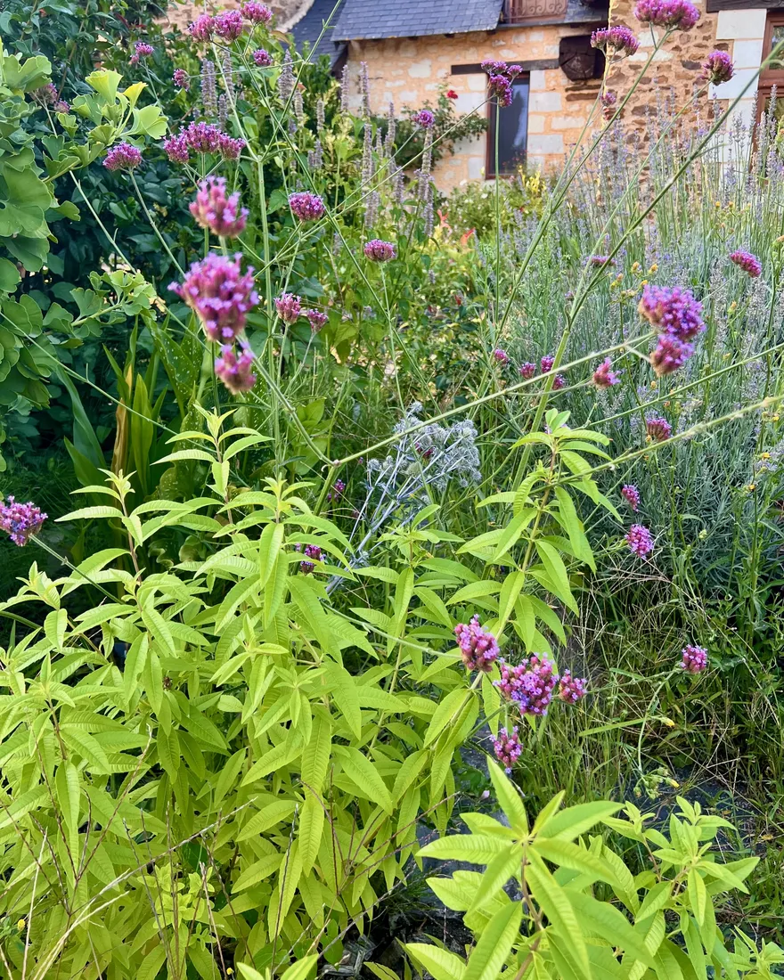 Ombelles mauves de la verveine de Buenos Aires devant la maison, lavande au second plan